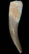 Fossil Plesiosaur Tooth - Morocco #39806-1